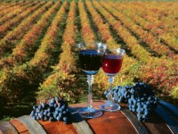 Picture of Fieldstone Vineyards